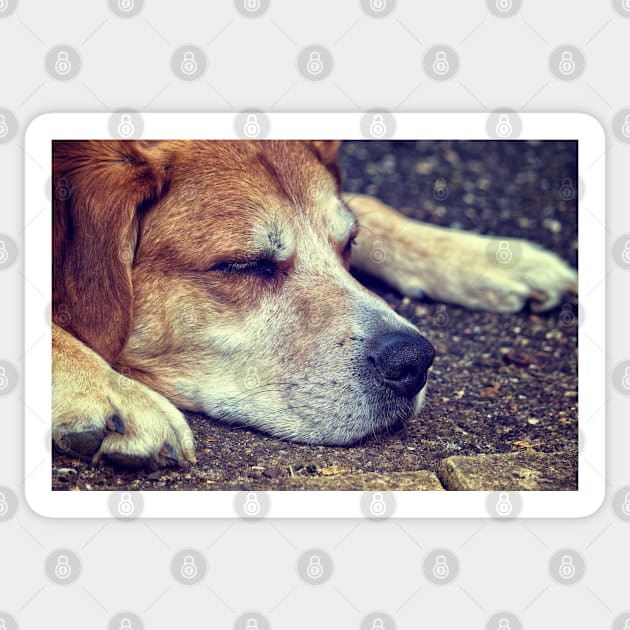 Let Sleeping Dogs Lie Sticker by InspiraImage